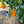 Newhall Navel Orange Tree