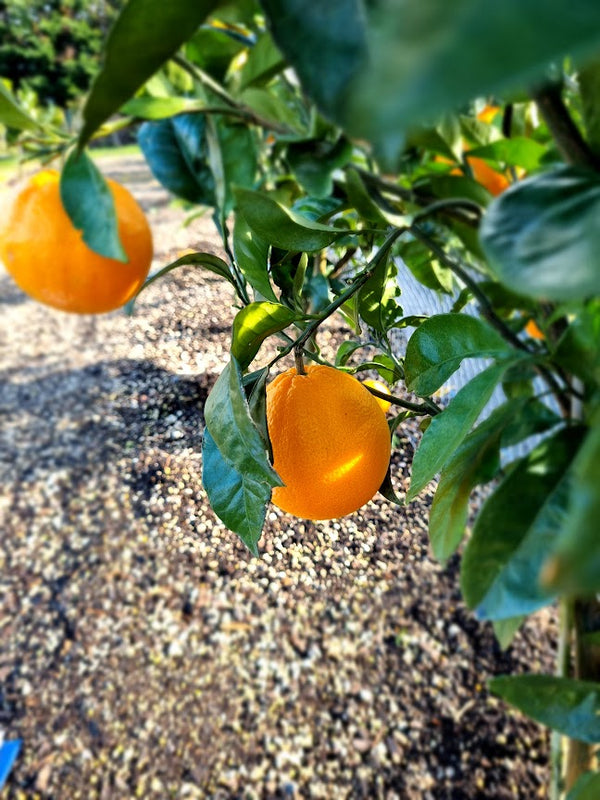 Newhall Navel Orange Tree
