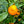 Okitsu Satsuma Mandarin Tree