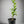 Best's Seedless Orange Tree