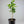 Fukumoto Navel Orange Tree