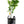 Harwood Late Orange Tree (Valencia)