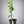 Navelate Orange Tree (Navel)