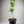 Newhall Navel Orange Tree