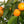 Mandarinquat Tree