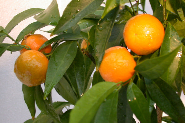 Mandarinquat Tree