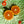 Orangequat Tree