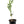 Orangequat Tree