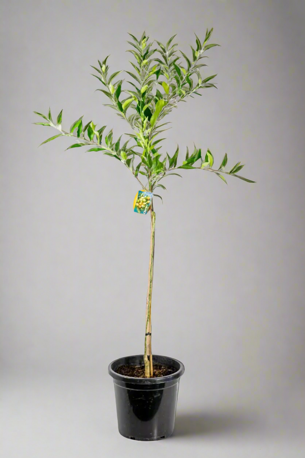 Orangequat Tree