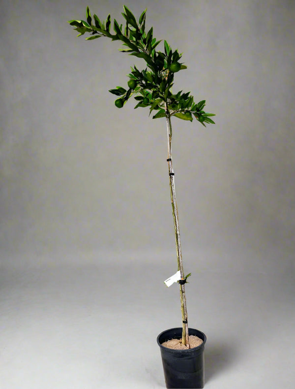 Orangequat Tree