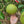 Pomelo Citrus Tree