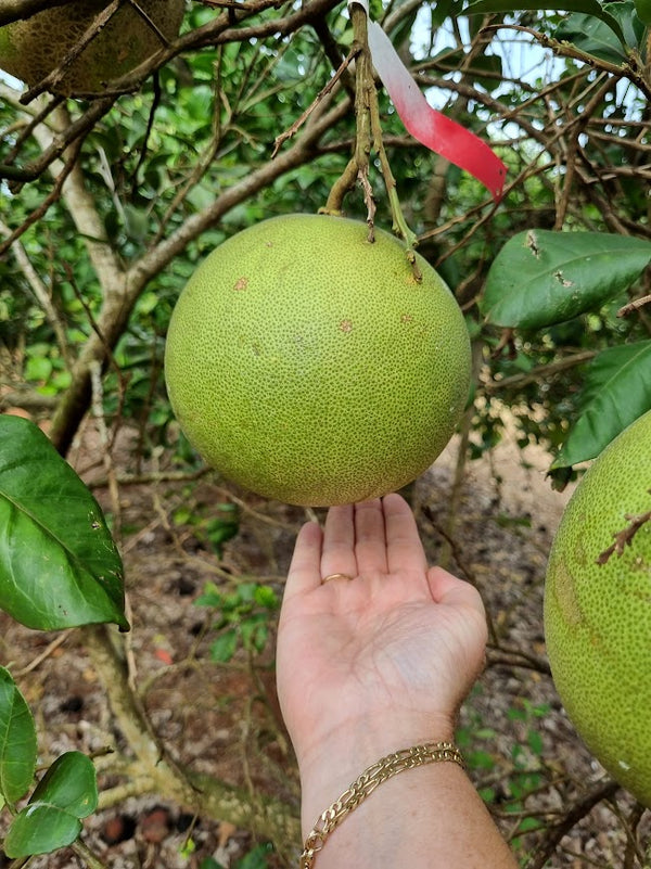 Pomelo Citrus Tree