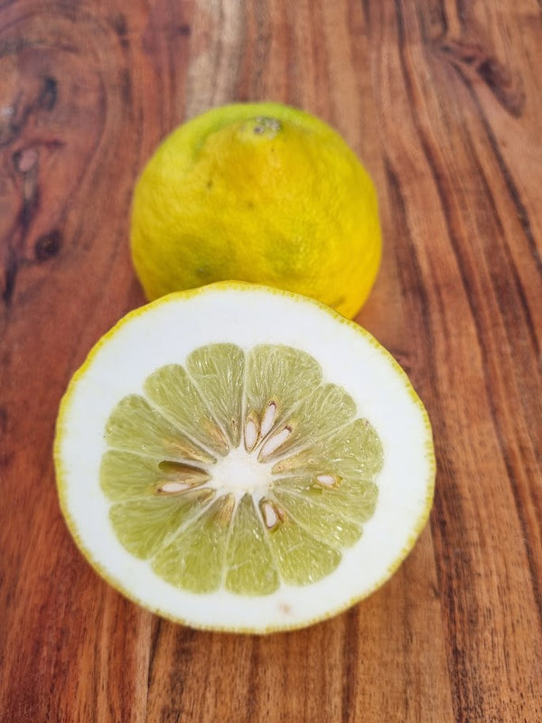 Ponderosa Lemon Tree – Big Fruit, Bold Flavour, Easy Care