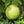 Ponderosa Lemon Tree – Big Fruit, Bold Flavour, Easy Care