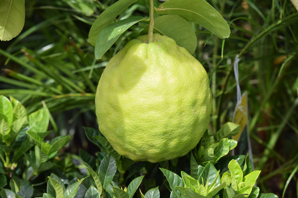 Ponderosa Lemon Tree – Big Fruit, Bold Flavour, Easy Care