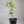 Rangpur Lime Tree