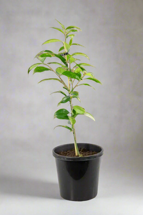 Rangpur Lime Tree