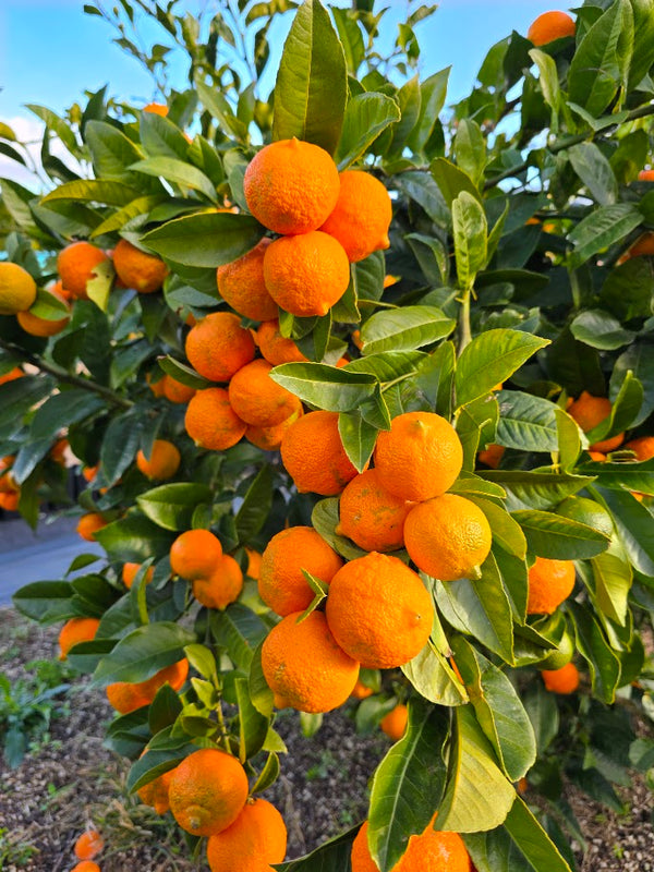 Rangpur Lime Tree