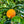 Rangpur Lime Tree