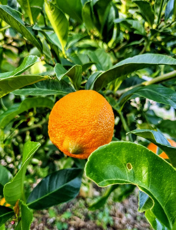 Rangpur Lime Tree