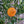 Richards Special Mandarin Tree