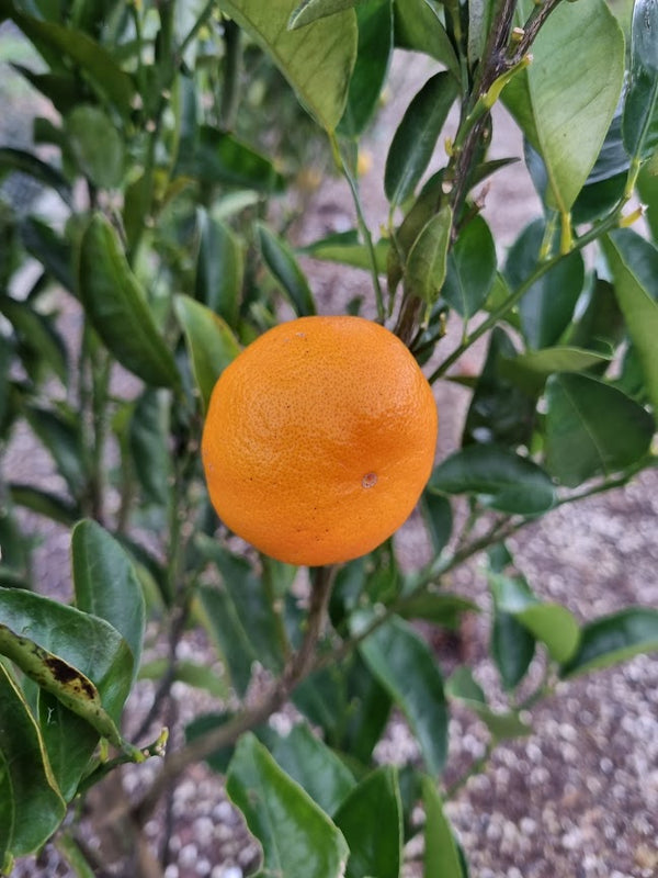Richards Special Mandarin Tree