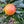 Sanguinello Blood Orange Tree