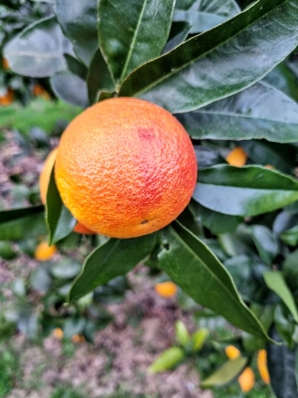 Sanguinello Blood Orange Tree