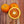 Sanguinello Blood Orange Tree