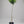 Sanguinello Blood Orange Tree