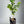 Sanguinello Blood Orange Tree