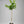 Afourer Mandarin Tree – Sweet, Juicy, and Easy to Love