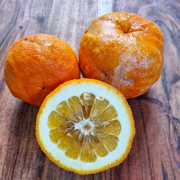 Seville Orange Tree (Common Bitter Orange Tree)