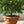 Seville Orange Tree (Common Bitter Orange Tree)