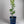 Silverhill Satsuma Mandarin Tree