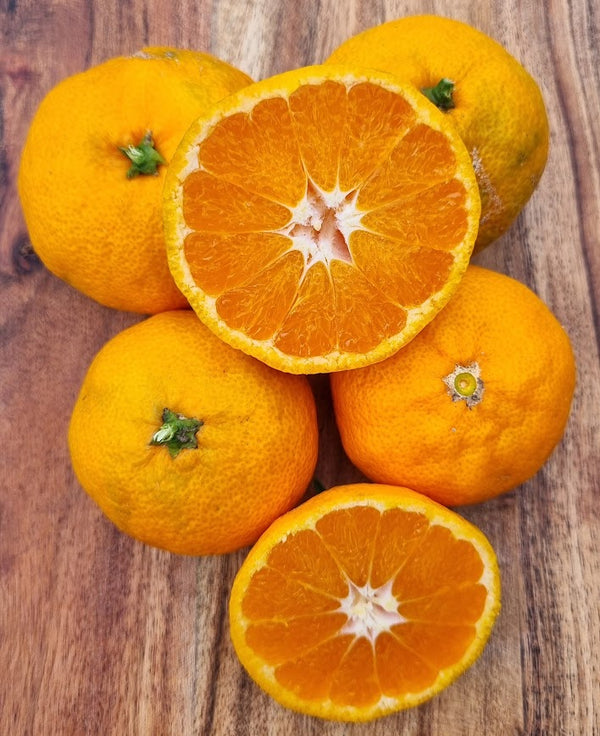 Silverhill Satsuma Mandarin Tree