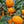 Silverhill Satsuma Mandarin Tree