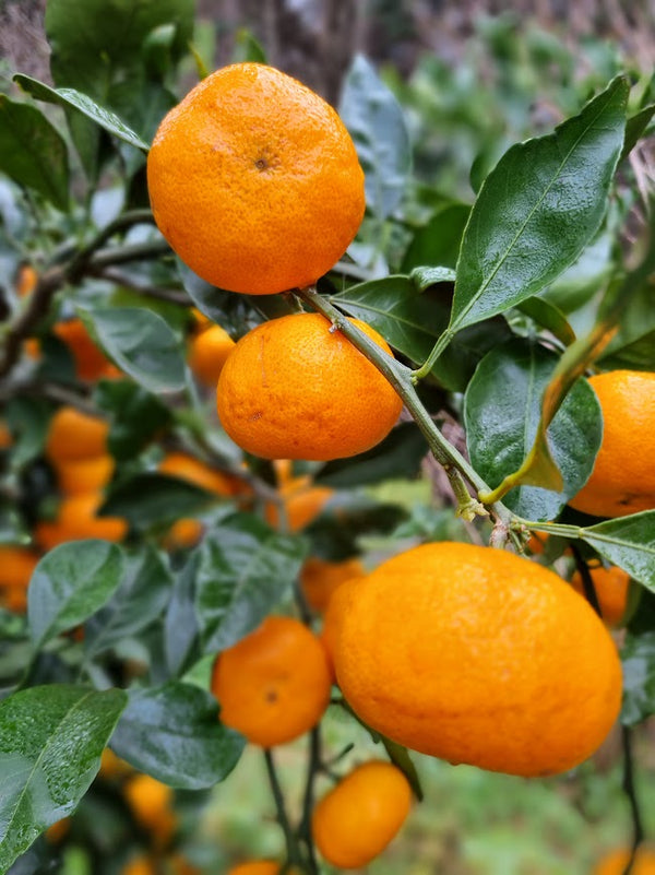 Silverhill Satsuma Mandarin Tree