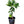 Star Ruby Grapefruit Tree
