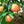 Star Ruby Grapefruit Tree