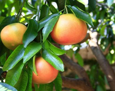 Star Ruby Grapefruit Tree