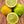 Tahitian Lime Tree