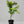 Tahitian Lime Tree
