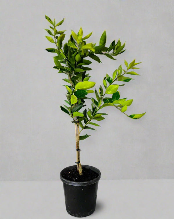 Tahitian Lime Tree