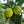 Tahitian Lime Tree