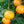 Tangelo Seminole Tree
