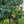 Tarocco Blood Orange Tree