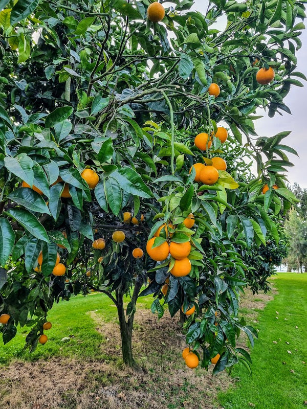 Tarocco Blood Orange Tree