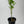 Tarocco Blood Orange Tree