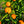 Thorny Mandarin Tree